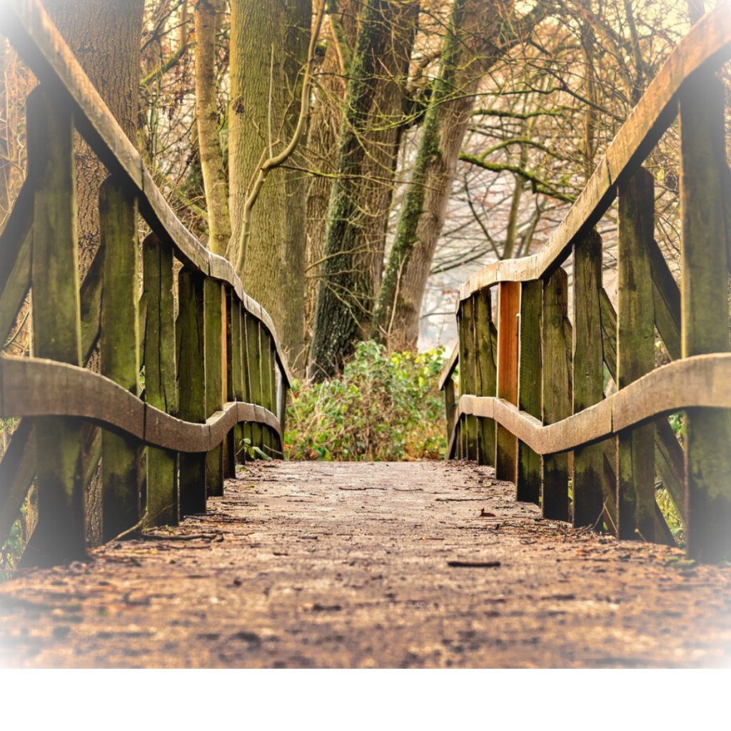 Woodland bridge leading through trees